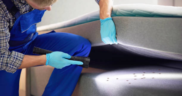 Best Flea Control Services  in Rincon Valley, AZ