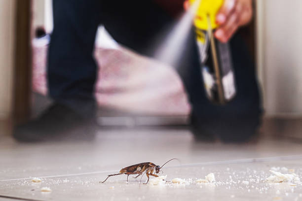 Trusted Rincon Valley, AZ Pest Control Experts